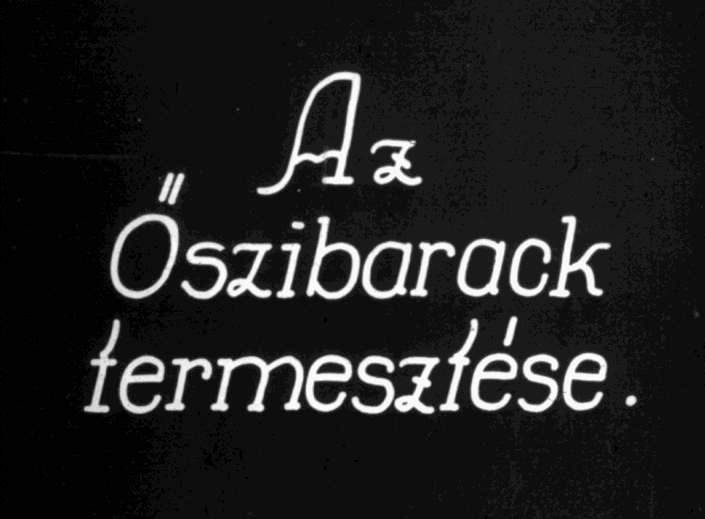 Az őszibarack termesztése I.