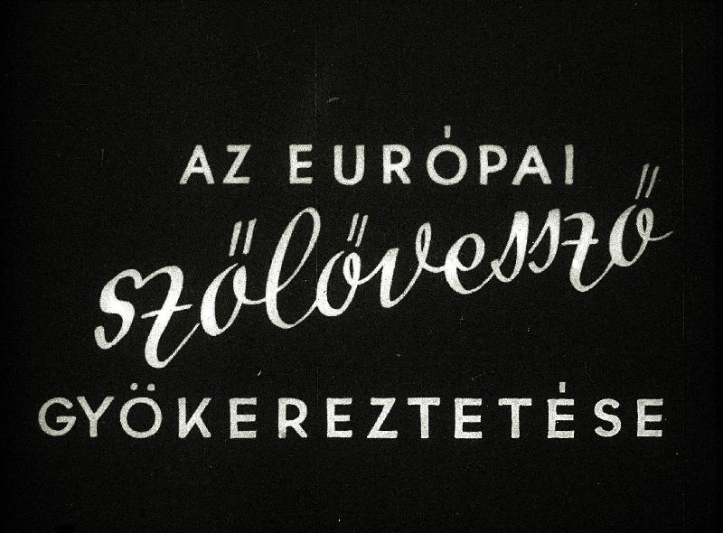 Az európai szőlővessző gyökereztetése
